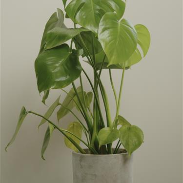 Monstera