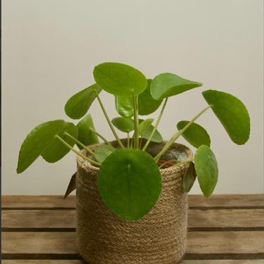 Pilea Peperomioides