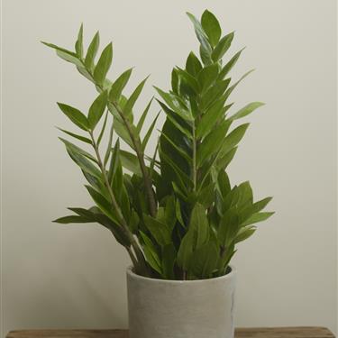 Zamioculcas (Emerald Palm)