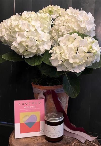 Hydrangea Plant Gift Set