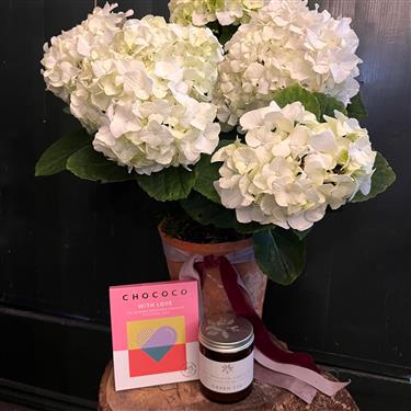 Hydrangea Plant Gift Set